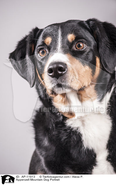 Appenzell Mountain Dog Portrait / AP-11913