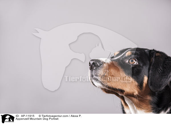 Appenzell Mountain Dog Portrait / AP-11915