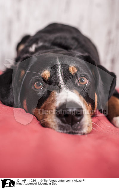lying Appenzell Mountain Dog / AP-11926