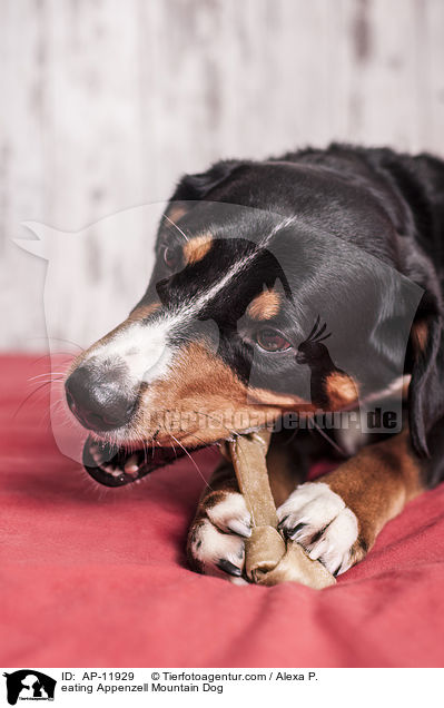 eating Appenzell Mountain Dog / AP-11929