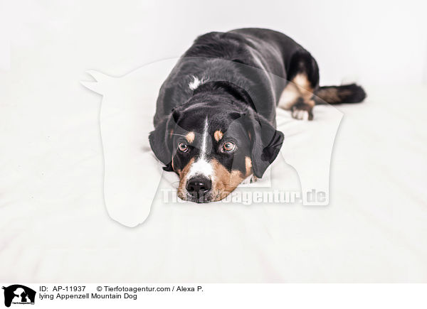 lying Appenzell Mountain Dog / AP-11937