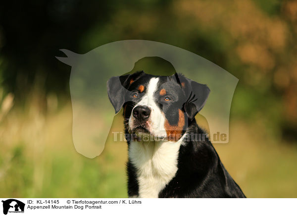 Appenzell Mountain Dog Portrait / KL-14145