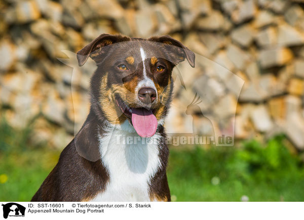 Appenzell Mountain Dog Portrait / SST-16601
