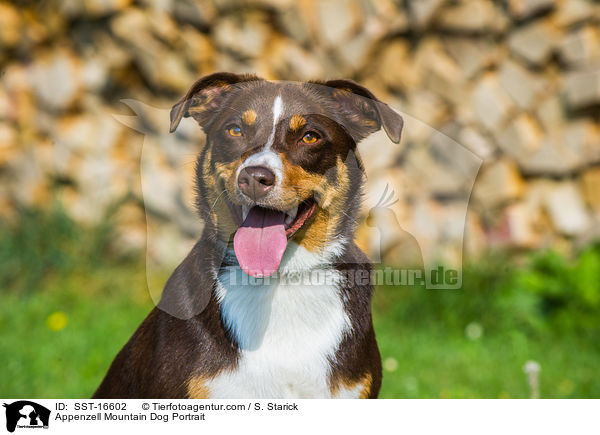 Appenzell Mountain Dog Portrait / SST-16602