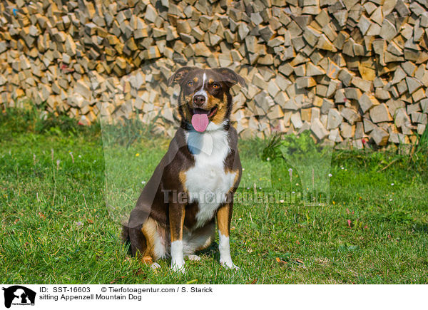 sitting Appenzell Mountain Dog / SST-16603