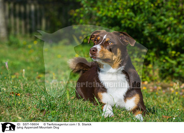 lying Appenzell Mountain Dog / SST-16604