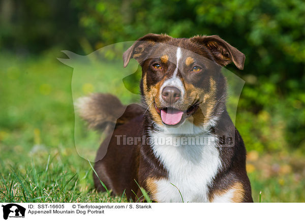 Appenzell Mountain Dog Portrait / SST-16605