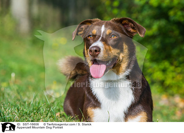 Appenzell Mountain Dog Portrait / SST-16606
