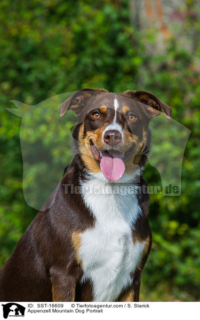 Appenzell Mountain Dog Portrait / SST-16609