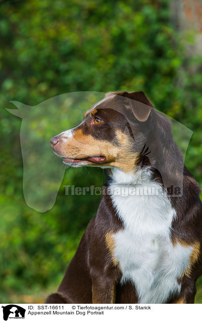 Appenzell Mountain Dog Portrait / SST-16611
