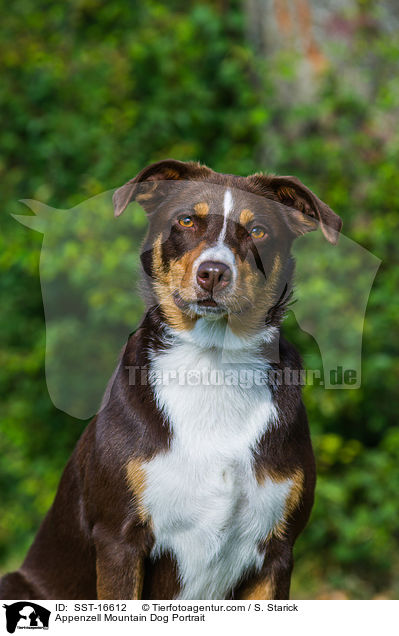Appenzell Mountain Dog Portrait / SST-16612
