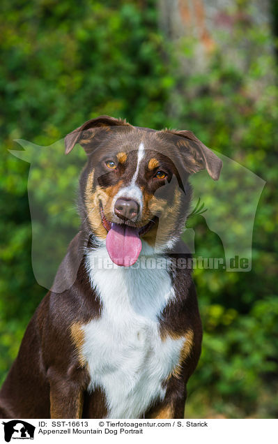 Appenzell Mountain Dog Portrait / SST-16613
