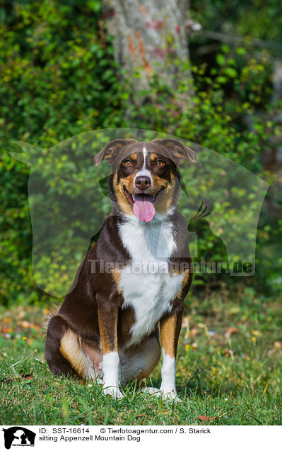 sitting Appenzell Mountain Dog / SST-16614
