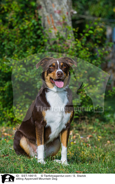 sitting Appenzell Mountain Dog / SST-16615