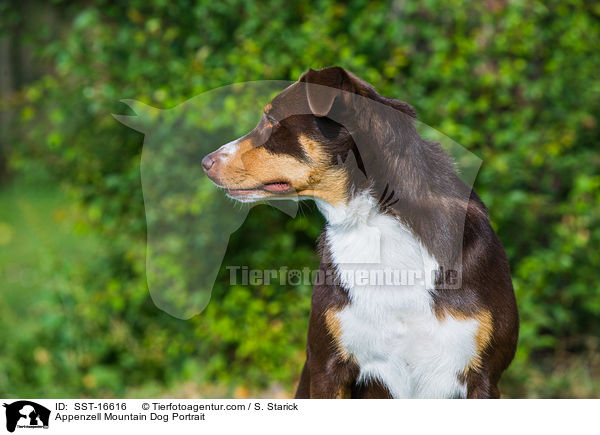 Appenzell Mountain Dog Portrait / SST-16616