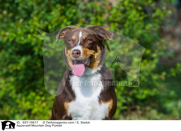 Appenzell Mountain Dog Portrait / SST-16617
