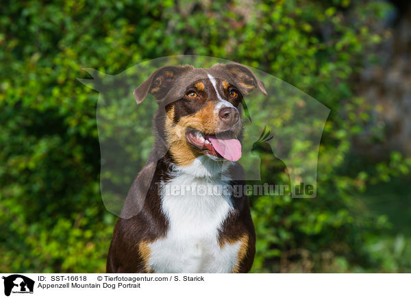 Appenzell Mountain Dog Portrait / SST-16618