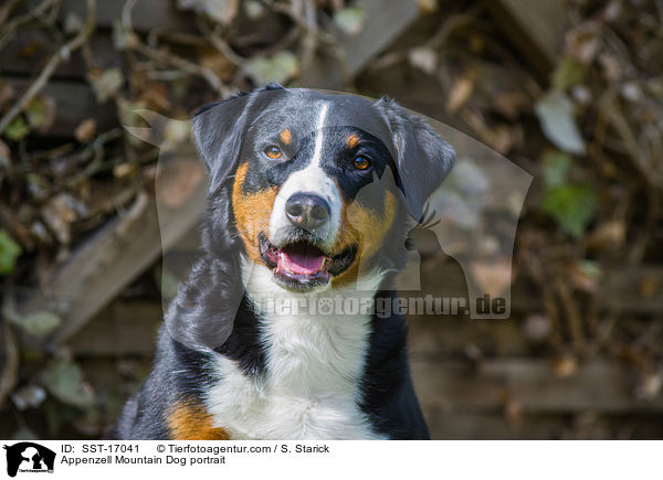 Appenzell Mountain Dog portrait / SST-17041