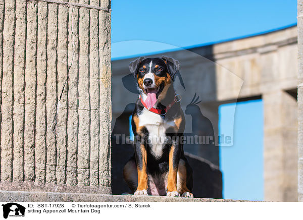 sitzender Appenzeller Sennenhund / sitting Appenzell Mountain Dog / SST-17928