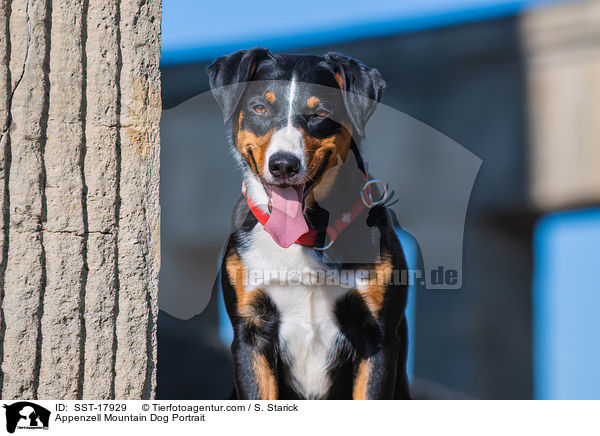 Appenzell Mountain Dog Portrait / SST-17929