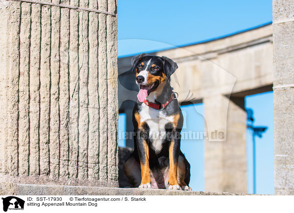 sitting Appenzell Mountain Dog / SST-17930
