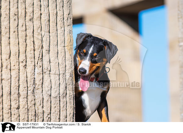 Appenzell Mountain Dog Portrait / SST-17931