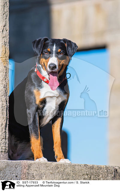 sitting Appenzell Mountain Dog / SST-17933