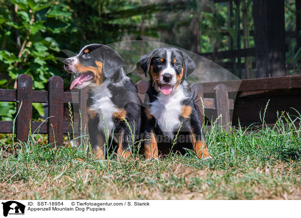 Appenzell Mountain Dog Puppies / SST-18954