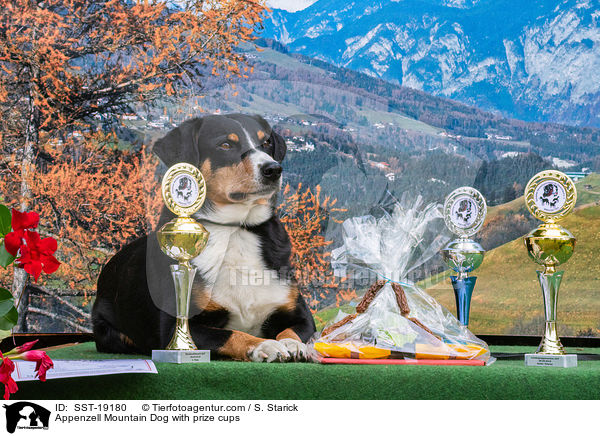 Appenzell Mountain Dog with prize cups / SST-19180