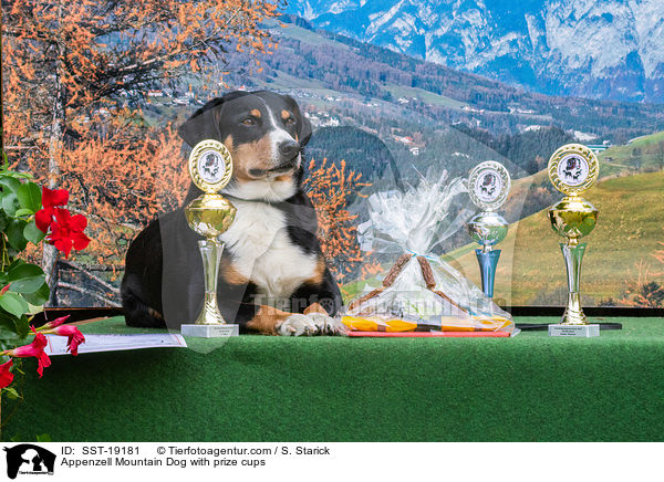 Appenzell Mountain Dog with prize cups / SST-19181