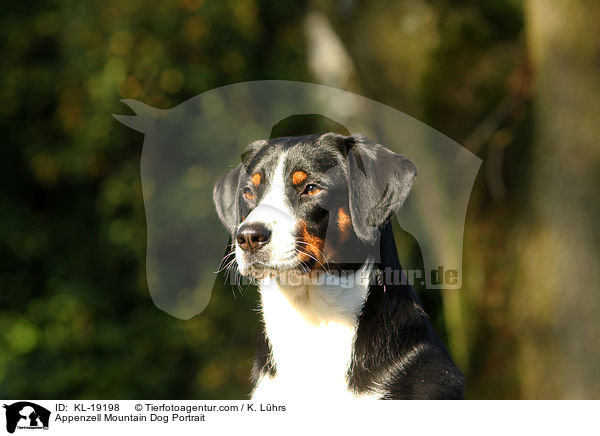 Appenzell Mountain Dog Portrait / KL-19198
