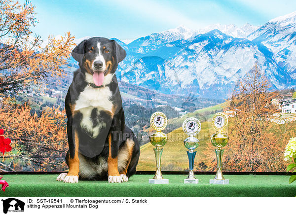 sitting Appenzell Mountain Dog / SST-19541
