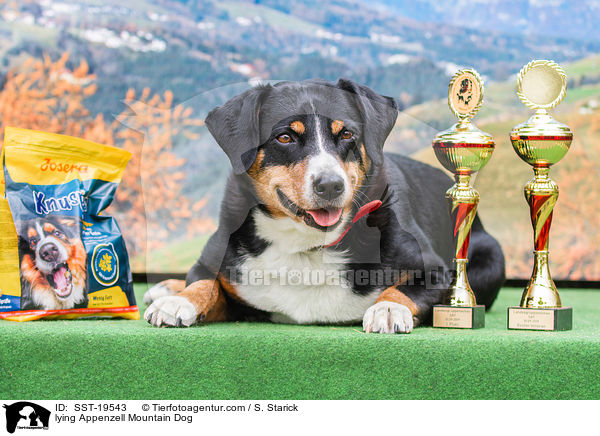 liegender Appenzeller Sennenhund / lying Appenzell Mountain Dog / SST-19543