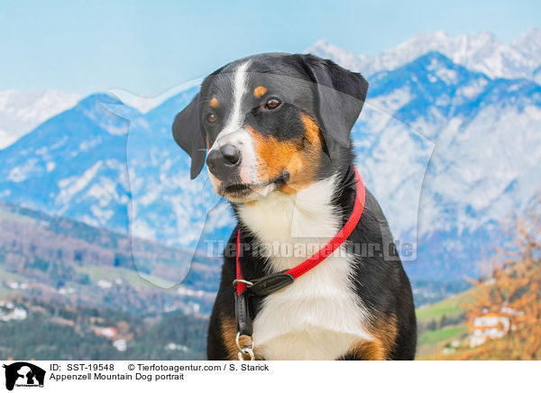 Appenzell Mountain Dog portrait / SST-19548