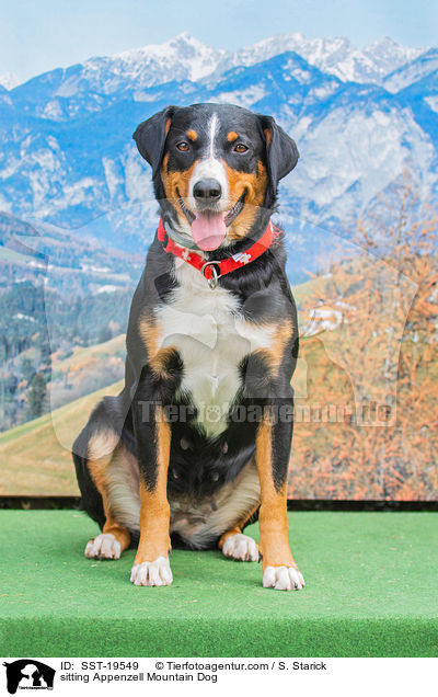 sitting Appenzell Mountain Dog / SST-19549