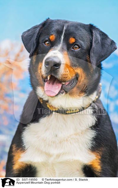 Appenzell Mountain Dog portrait / SST-19550