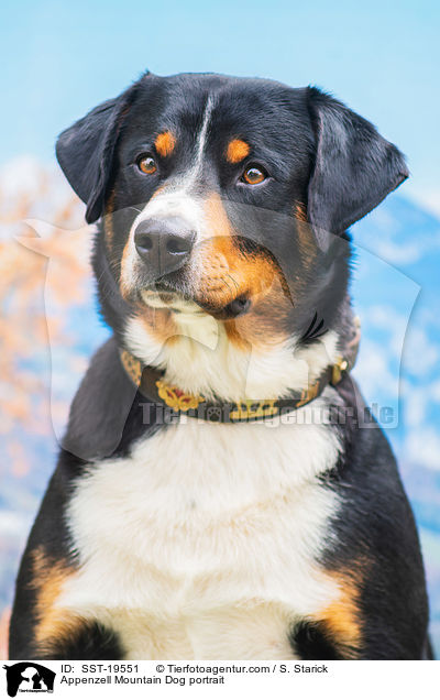 Appenzell Mountain Dog portrait / SST-19551