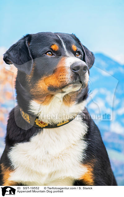 Appenzell Mountain Dog portrait / SST-19552