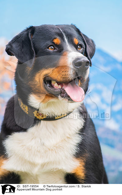 Appenzell Mountain Dog portrait / SST-19554