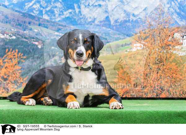 lying Appenzell Mountain Dog / SST-19555