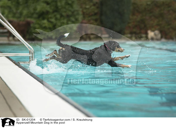 Appenzell Mountain Dog in the pool / SK-01204
