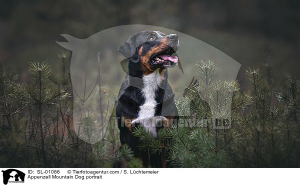 Appenzell Mountain Dog portrait / SL-01086