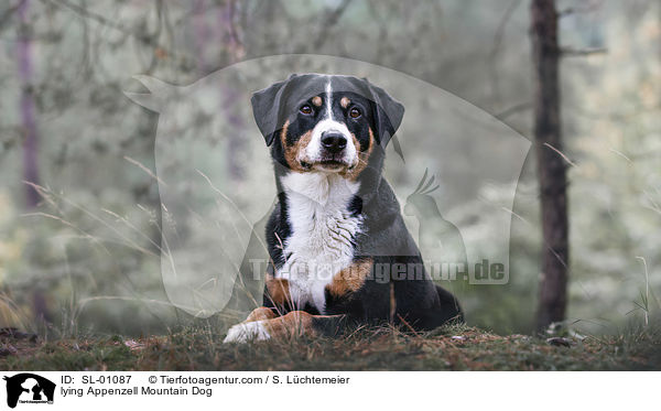 lying Appenzell Mountain Dog / SL-01087