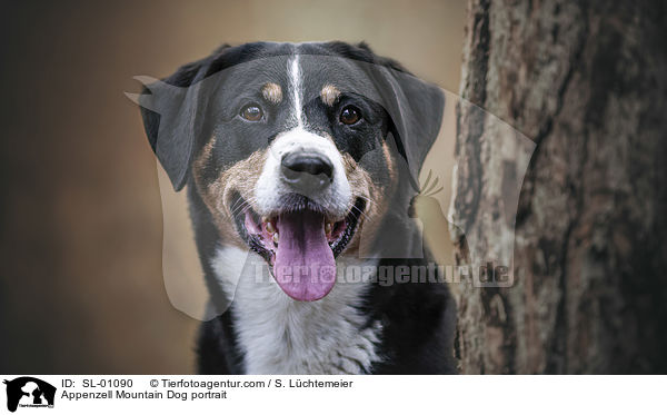 Appenzeller Sennenhund Portrait / Appenzell Mountain Dog portrait / SL-01090