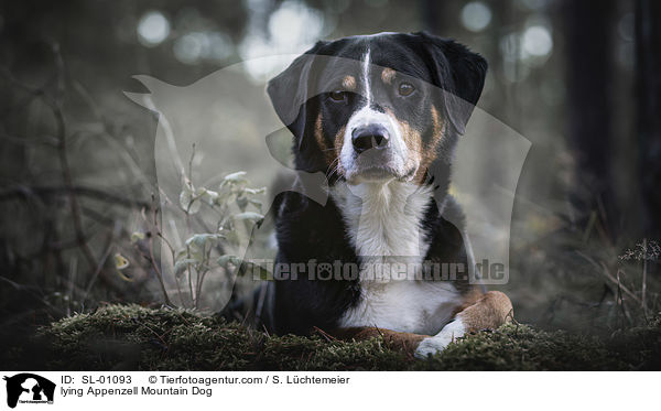 liegender Appenzeller Sennenhund / lying Appenzell Mountain Dog / SL-01093