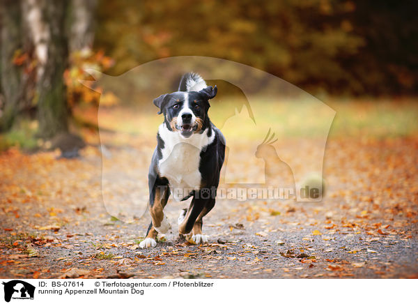 running Appenzell Mountain Dog / BS-07614