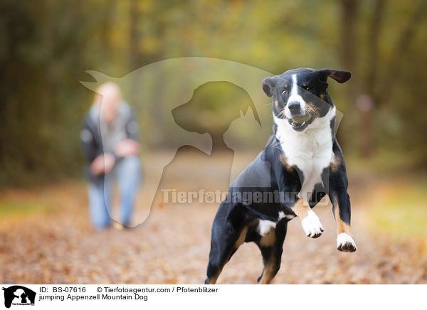 jumping Appenzell Mountain Dog / BS-07616