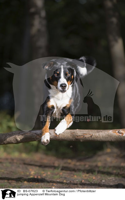 jumping Appenzell Mountain Dog / BS-07623
