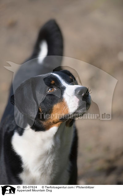 Appenzell Mountain Dog / BS-07624