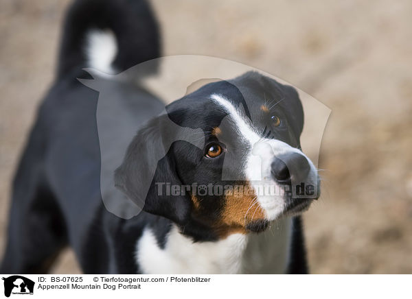 Appenzell Mountain Dog Portrait / BS-07625